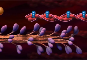 Бұлшық еттегі молекулярлы қозғалтқыштың қалай жұмыс істейтіні белгілі болды