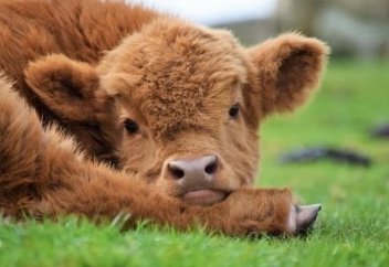 Құрбандыққа буаз мал шалынса, іштегі төлін не істемек керек? Құрбан шалу уақыты қанша күн?