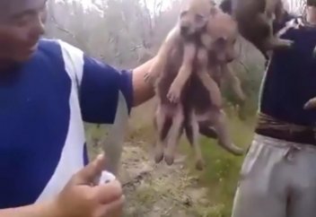 Мұрат Әбенов бөлтіріктердің аяусыз қорланғаны бейнеленген видео жариялады