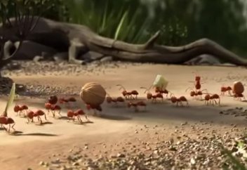 Бөлінгенді бөрі жейді