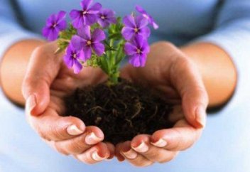 "Вертер синдромы" (Sindromul werther)