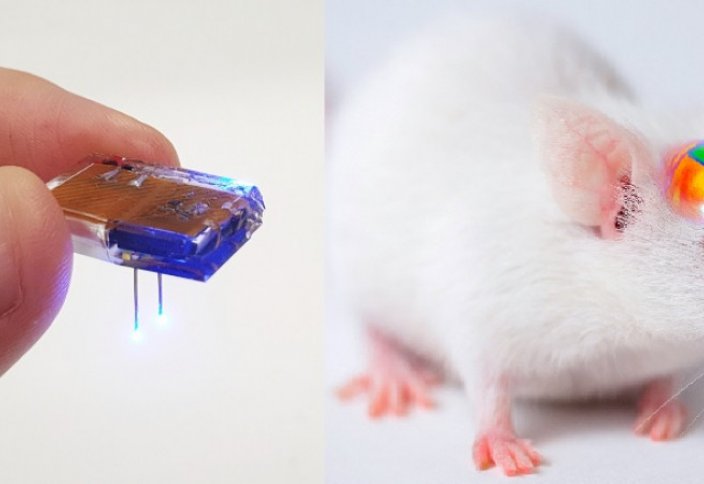 Корейские ученые внедрили чип в мозг мыши