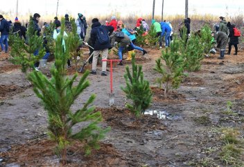 Қолдан егілген ағаш орман ағашын алмастыра алмайды – зерттеу