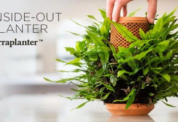 Кез келген өсімдікті топырақсыз өсіруге мүмкіндік беретін технология (видео)