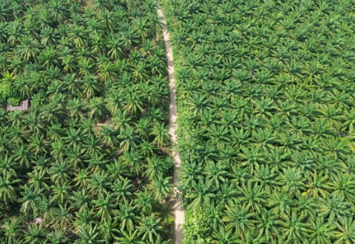 Как Китай может помочь переписать будущее индонезийского пальмового масла