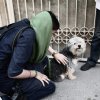 Иранның тағы 17 қаласында қоғамдық орындарда итті серуендетуге тыйым салынды