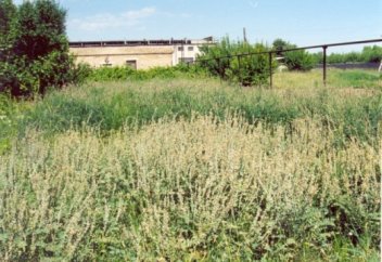 Тараздық студент арамшөптермен күресудің тиімді тәсілін тапты