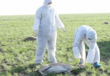 Қырылып жатқан киіктердің саны жаға ұстатады