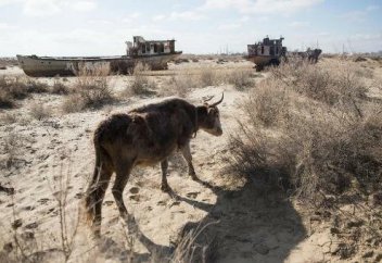 Әр минут сайын өзбек жерінің 9 шаршы метрі шөлге айналуда