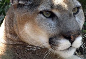 Один из видов животных официально признали вымершим