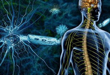 Инфекциямен күресте жүйке жүйесінің шешуші рөл атқаратыны анықталды