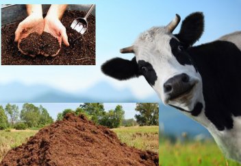 Сиырдың жапасы ұлттық газ беру жүйесіне қосылды