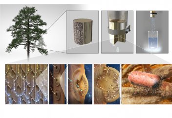 Ауызсу алудың табиғи сүзгісі – ағаш сүзгі патогендерді залалсыздандырады