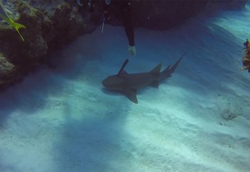 Акула попросила дайвера вытащить из нее нож. Видео