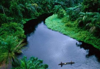 Деревья в бассейне реки Конго стали поглощать меньше СО2. Биоуголь и бактерии снижают токсичность почв