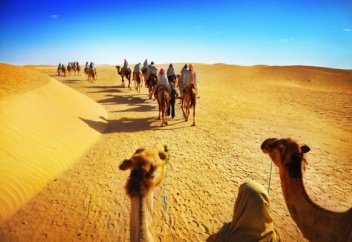 Сауд Арабиясында түйелерді құрбандыққа шалуға тыйым салынады