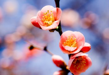 Толкование суры «Нас»