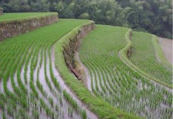 Күріш революциясы