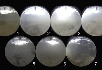 Балықтар жүзген кезде неге төмен қарайды – зерттеу