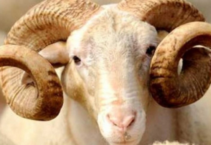 Призыв имама - барашков на Курбан не резать!